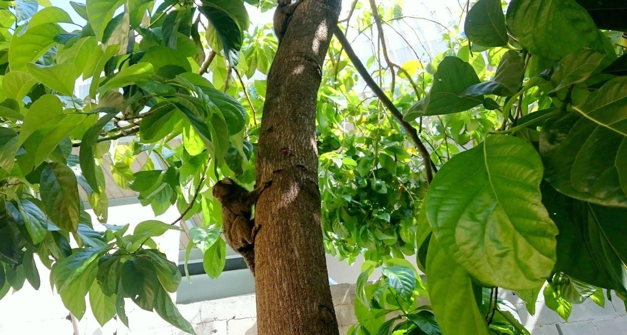ריו דה ז'ניירו Gavea Bnb מראה חיצוני תמונה